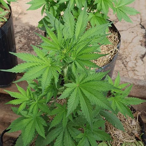 Paradise fruit  tucano seeds growlog timeline photo
