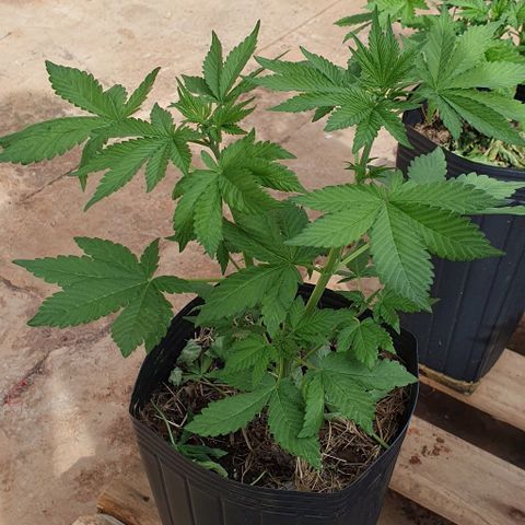 Paradise fruit  tucano seeds growlog timeline photo