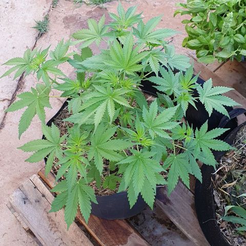 Paradise fruit  tucano seeds growlog timeline photo