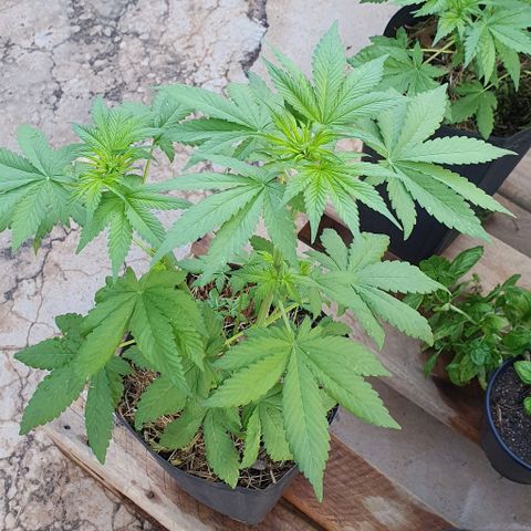 Paradise fruit  tucano seeds growlog timeline photo