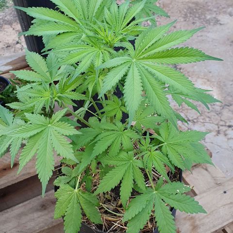 Paradise fruit  tucano seeds growlog timeline photo