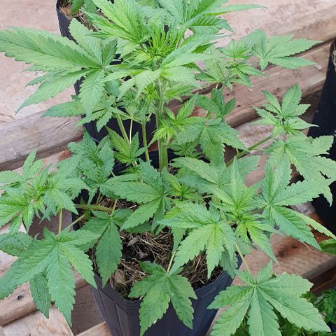 Paradise fruit  tucano seeds growlog timeline photo