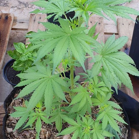 Paradise fruit  tucano seeds growlog timeline photo