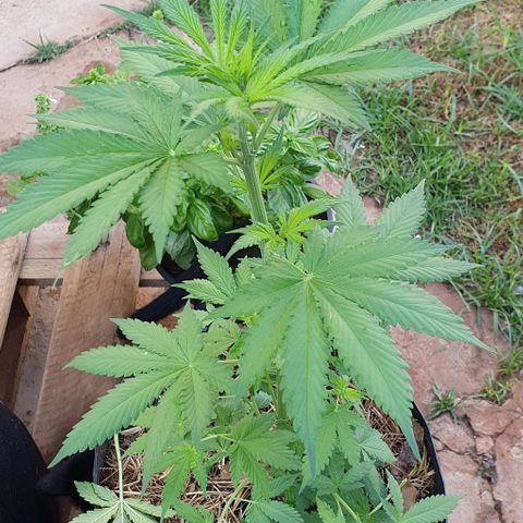 Paradise fruit  tucano seeds growlog timeline photo