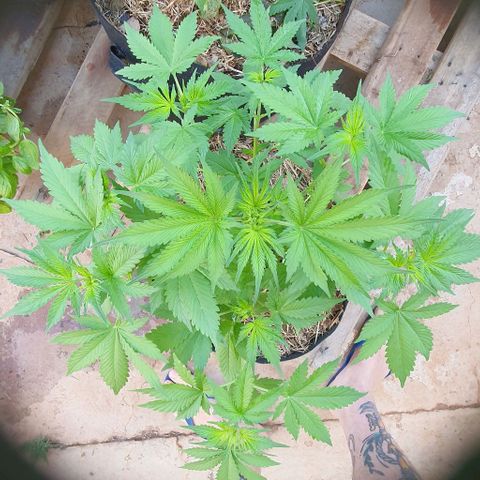 Paradise fruit  tucano seeds growlog timeline photo