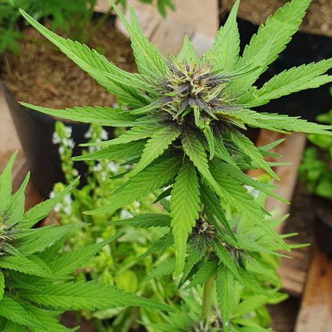 Paradise fruit  tucano seeds growlog timeline photo