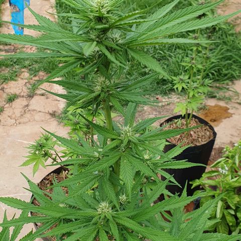 Paradise fruit  tucano seeds growlog timeline photo