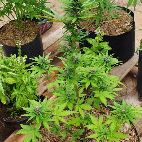 Paradise fruit  tucano seeds growlog timeline photo