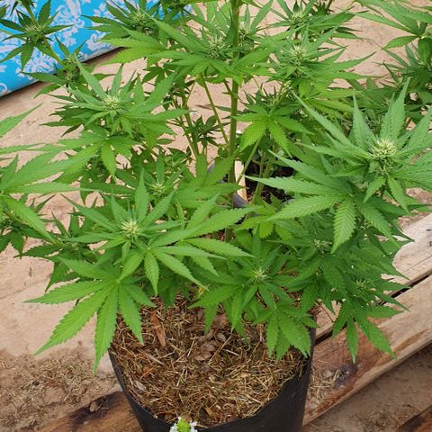 Paradise fruit  tucano seeds growlog timeline photo