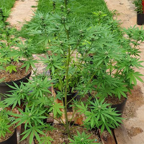 Paradise fruit  tucano seeds growlog timeline photo