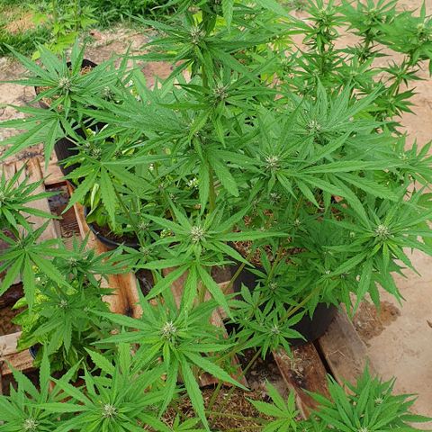 Paradise fruit  tucano seeds growlog timeline photo