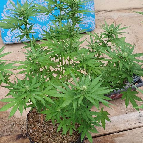 Paradise fruit  tucano seeds growlog timeline photo