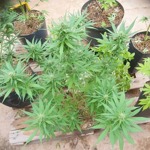 Paradise fruit  tucano seeds growlog timeline photo
