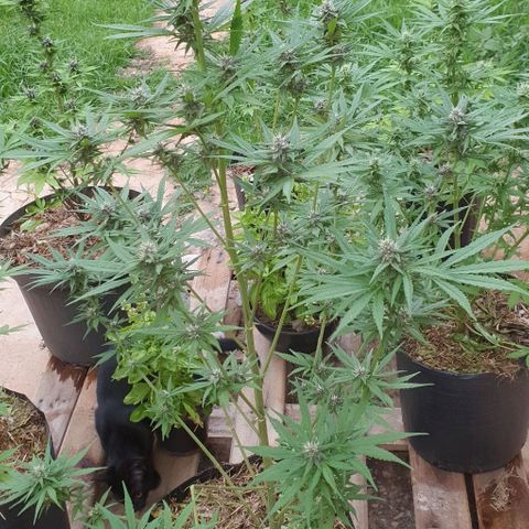 Paradise fruit  tucano seeds growlog timeline photo