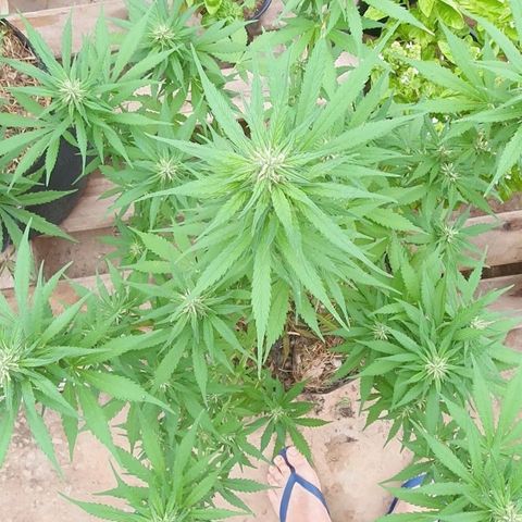 Paradise fruit  tucano seeds growlog timeline photo