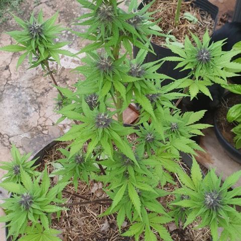 Paradise fruit  tucano seeds growlog timeline photo