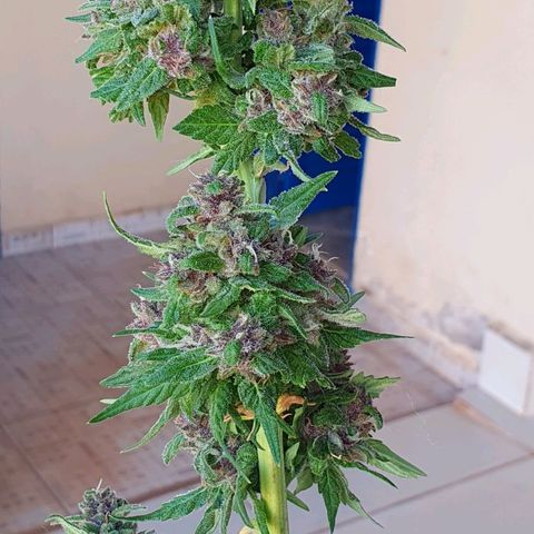 Paradise fruit  tucano seeds growlog photo: Paradise fruit  ,