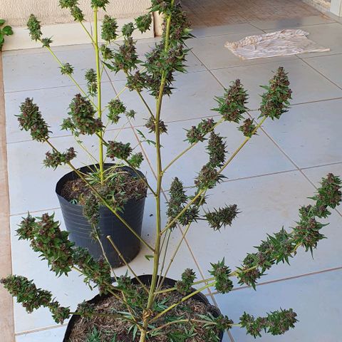 Paradise fruit  tucano seeds growlog timeline photo