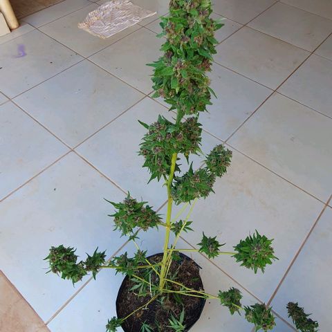 Paradise fruit  tucano seeds growlog timeline photo