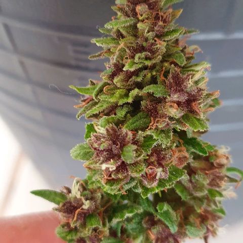 Paradise fruit  tucano seeds growlog timeline photo