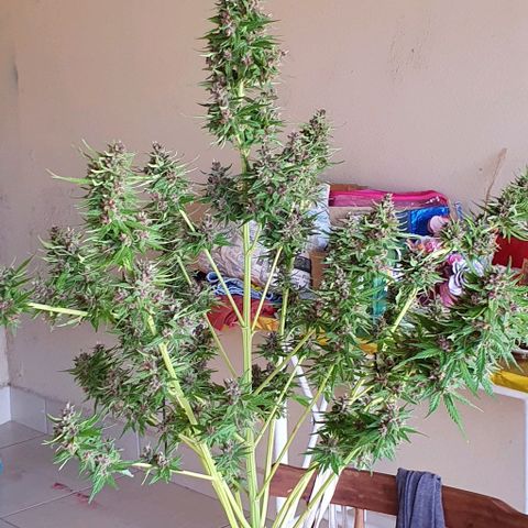 Paradise fruit  tucano seeds growlog timeline photo