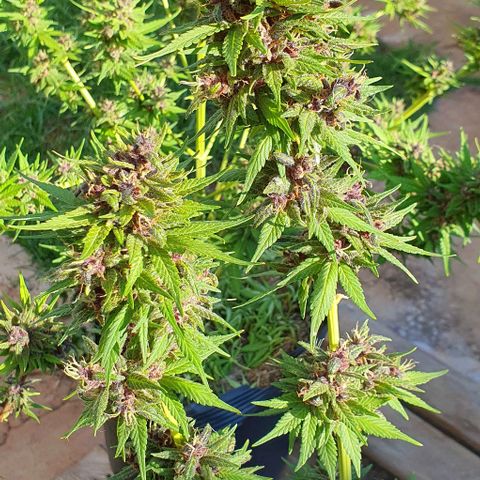 Paradise fruit  tucano seeds growlog timeline photo