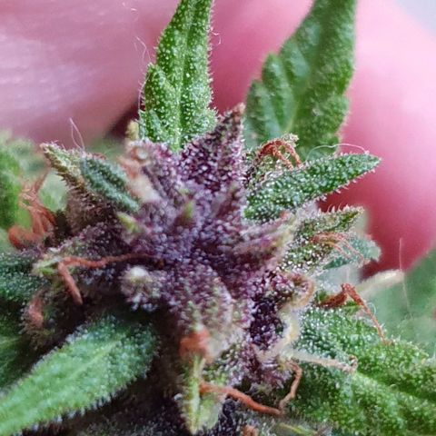 Paradise fruit  tucano seeds growlog timeline photo