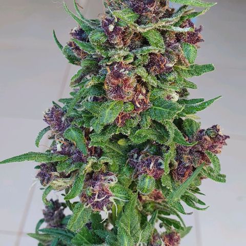 Paradise fruit  tucano seeds growlog timeline photo