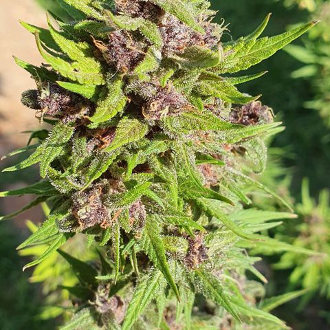 Paradise fruit  tucano seeds growlog timeline photo
