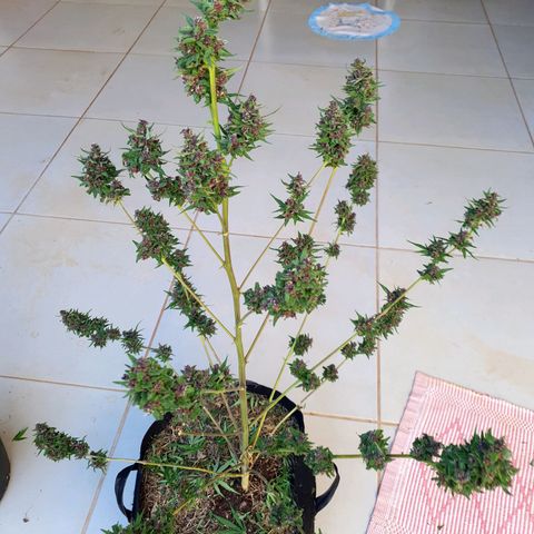 Paradise fruit  tucano seeds growlog timeline photo