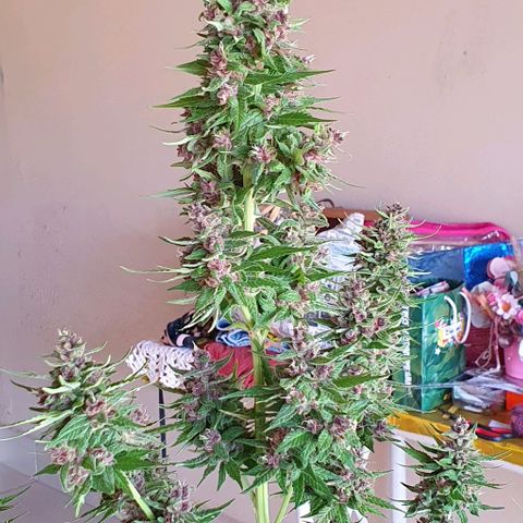 Paradise fruit  tucano seeds growlog timeline photo
