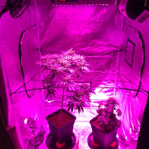 Lemon haze (Mother) growlog timeline photo