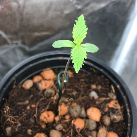 Willy #2 The Widower  growlog photo