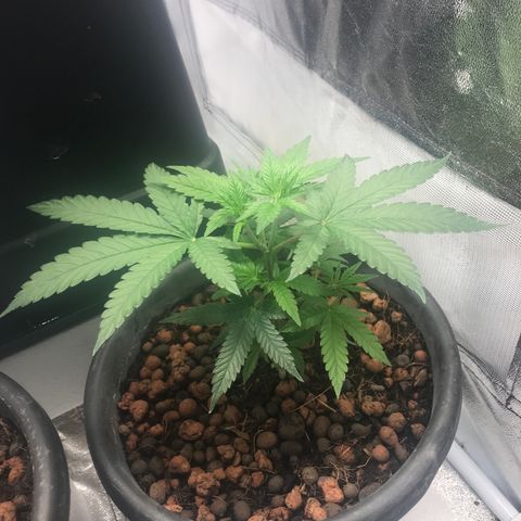 Lemmy (Clone) growlog timeline photo