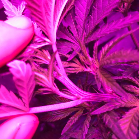 Lemon haze (Mother) growlog photo: White pistols spotted 