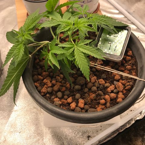 Lemmy (Clone) growlog photo: LST started 