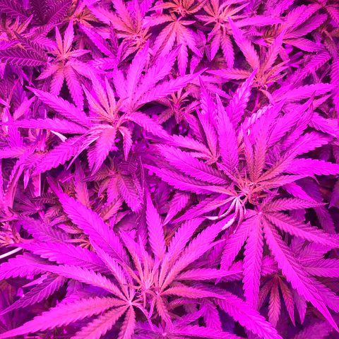 Lemon haze (Mother) growlog photo: Readjusted SCroG net