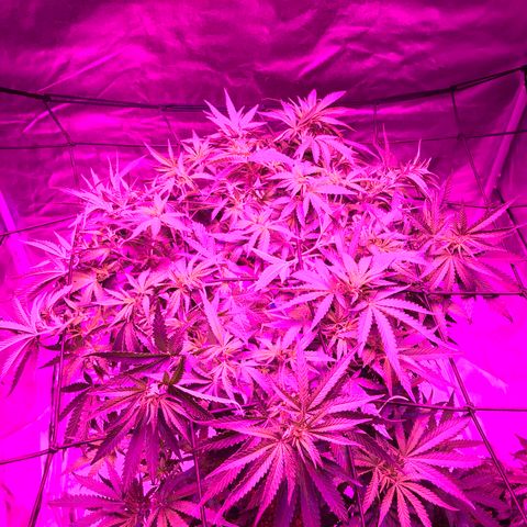 Lemon haze (Mother) growlog photo: Readjusted SCroG net