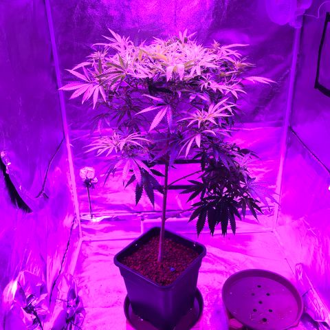 Lemon haze (Mother) growlog photo: Readjusted SCroG net