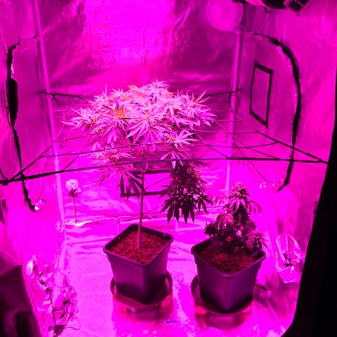Lemon haze (Mother) growlog photo: Readjusted SCroG net