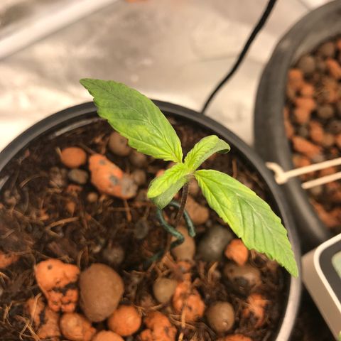 Willy growlog timeline photo