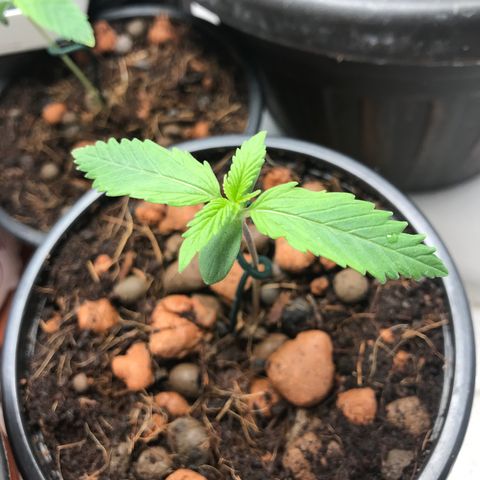 Willy #2 The Widower  growlog photo