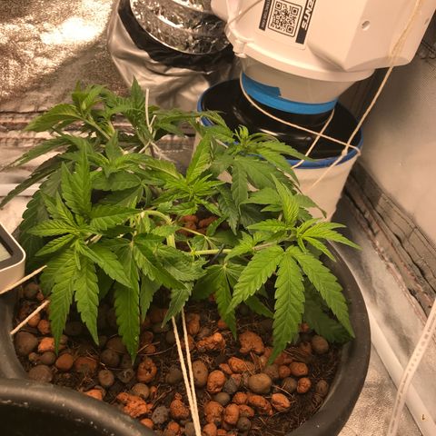 Lemmy (Clone) growlog photo: Trained more branches 
