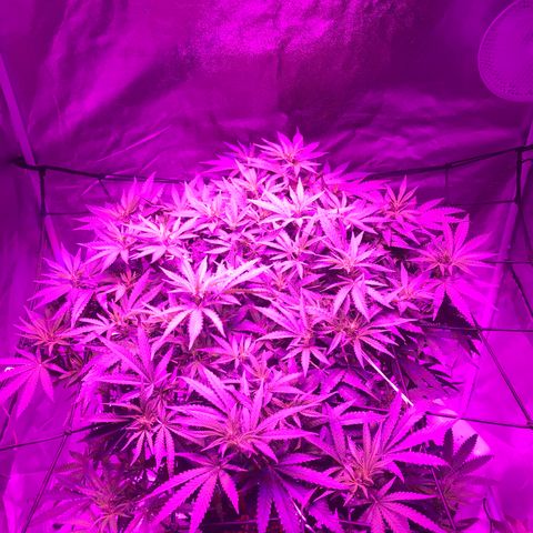 Lemon haze (Mother) growlog photo: Flowering week 1
