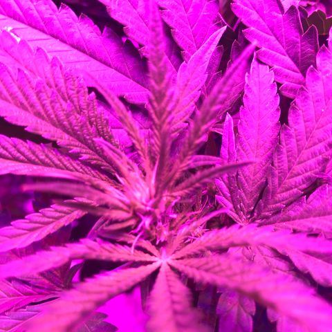 Lemon haze (Mother) growlog photo: Flowering week 1