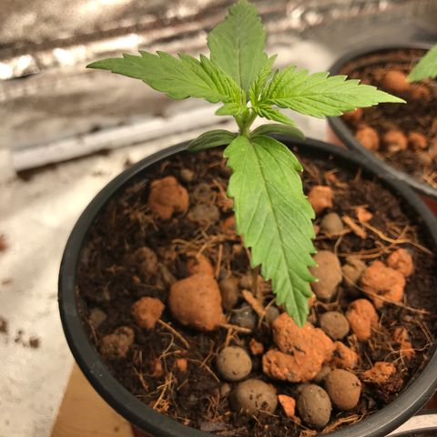 Willy #2 The Widower  growlog photo