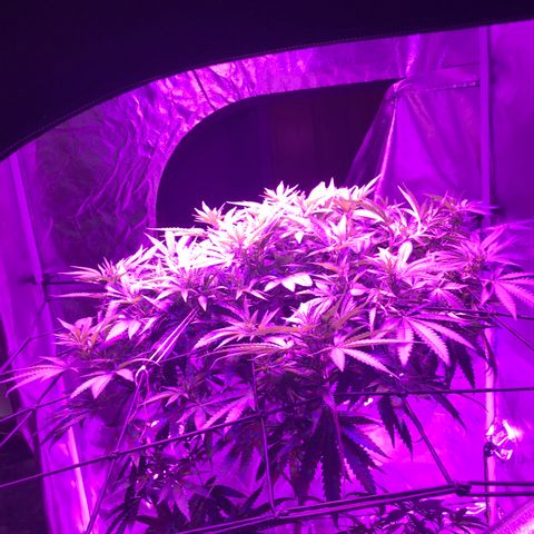 Lemon haze (Mother) growlog timeline photo