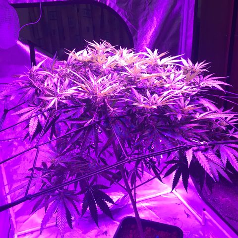Lemon haze (Mother) growlog timeline photo