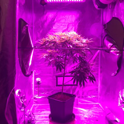 Lemon haze (Mother) growlog timeline photo