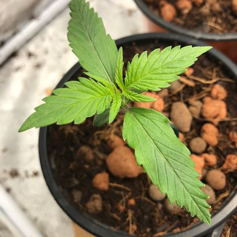 Willy #2 The Widower  growlog photo